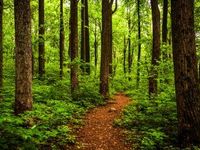 Timber ETFs and Housing Demand Reaching New Heights