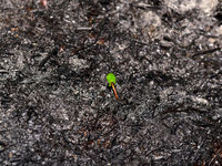As Stocks Rise from the Ashes, Go To the ASHX ETF