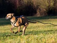 Who Let the Dividends Out? The Dividend Dogs EDOG ETF