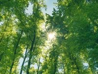 Green Bond ETFs Aren't Just for the Environmentally-Conscious