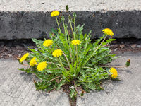 No Weed Killer Here: Watch This Cannabis ETF in 2021