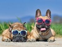 Hot Dog: The ALPS SDOG ETF Is Back