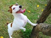 The Dogs of the Dow Are Back: Don’t Go Barking Up the Wrong Tree