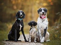 Not 1, Not 2, But 3 ‘DOG’ ETFs to Pounce On Dividend Growth