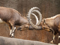 A 'Rising Rates' ETF Locks Horns with Rising Treasuries