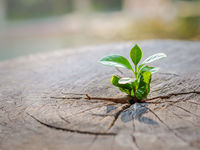 Lethargic Portfolio? An ETF for a Market Starting ANEW