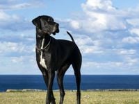 Dog Days No More: SDOG's Value Factor Is On the Up