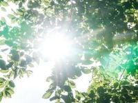 Solar ETFs Still Shining Bright, Says Goldman Sachs