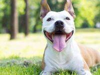 With Cyclicals and Value Back, ‘SDOG’ Is Almost Drooling in Anti