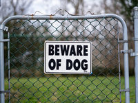 This Dog Has Bite: 'SDOG' and the 'Dogs of the Dow'