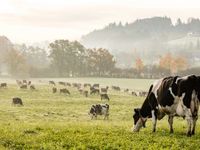 Searching for Cash Cows? VanEck's MOO ETF Has You Covered
