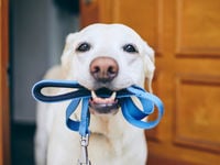 With Dividends in High Gear, Take 'SDOG' for a Walk