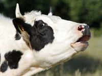 MOO-ve Into Agribusiness ETF for Inflation Protection