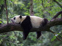 Does Regulation Have You Bearish on China?