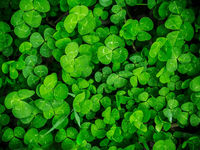 Putnam Investments Reviews the 4 Types of ESG Strategies