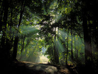 The Emerging Markets Forest Can Get Lost Behind China's Trees
