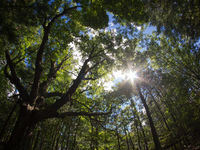 Michigan to Protect its Forests for Carbon Offsets