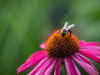 Droughts Weaken Bees, Causing Crops to Suffer