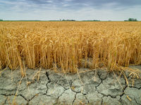 Rising Corn & Wheat Prices to Continue Despite Drought