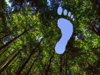To Reduce Footprint, This Bitcoin ETF to Plant Trees