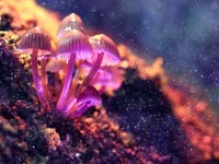 AdvisorShares launches PSIL, a Psychedelics ETF
