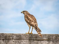 Treasury ETFs React to Fed's Hawkish Stance