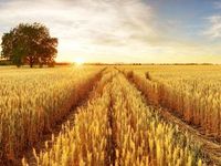 Wheat ETF Surges as Russia-Ukraine War Fuels Supply Concerns