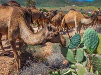 Commodity ETFs Could Be Overbought After 'Extreme Herding'