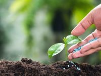 Fertilizer Stocks Sprout Amid Russia's War With Ukraine