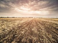 War Increases Wheat Prices and Threatens Supply