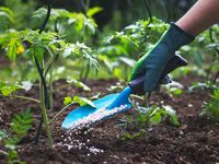 What the Fertilizer Shortage Indicates for Commodities