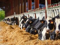 Trade, Tariffs and Sacred Cows