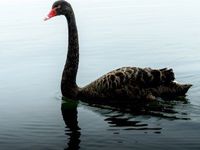 2020, Black Swans Everywhere!