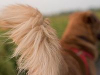 GLOBALT Spotlight Will The Dog Get Wagged