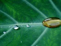 The Battle of Acronyms: SRI Vs ESG