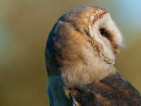 Thematic ETFs Are Turning More Heads