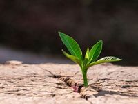 Active Management Deemed Alive and Well at Exchange