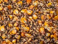 Corn, Wheat ETFs Advance on Growing Supply Concerns