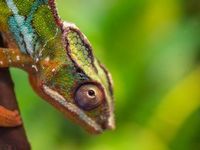 Invest Like a Chameleon: Change Your Colors as the Environment C