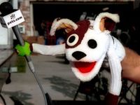 Are Altcoins Just Like Pets.com?