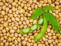 Soybean Futures Reach New Contract Highs