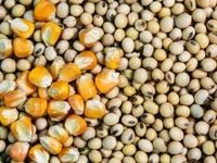 More Volatility Ahead for Corn and Soybean Prices