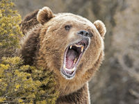 How Active Management Protects Against Bears