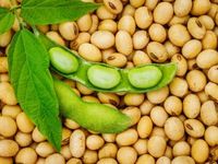 Demand Through 2023 Could Help Soybean Prices 