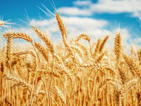Lebanon's Economic Crisis Adds Pressure to Wheat Prices