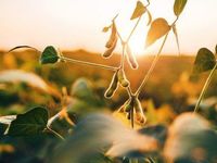 Higher Seasonal Soybean Demand Might Bolster This ETF