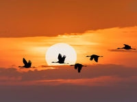 Investors Still Migrate Towards Active ETFs
