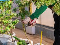 Future Proof: Cannabis Industry Plants Innovation