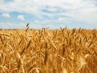 Wheat Futures Leap on Expectation of Lower Production