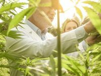 Roundhill Refocuses WEED Exposure